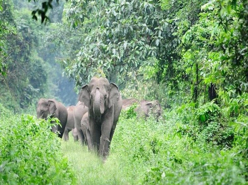 Megamalai Wildlife Sanctuary, Theni, Tamil Nadu - Vushii.com